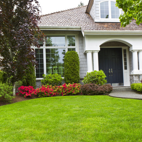Home front yard with trees
