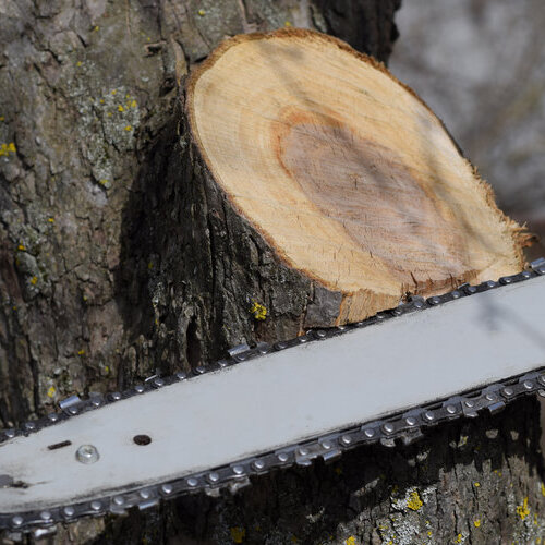 A Technician Cuts a Tree With a Chainsaw.