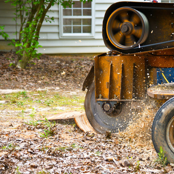 Tree stump removal and grinding