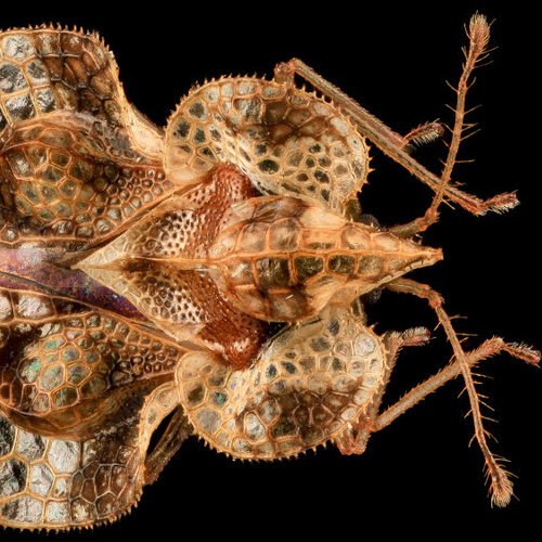 Close Up of a Lace Bug