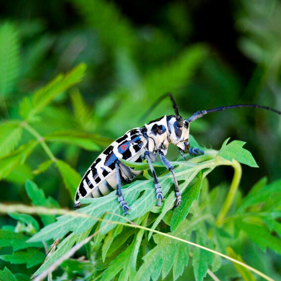 cottonwood borer