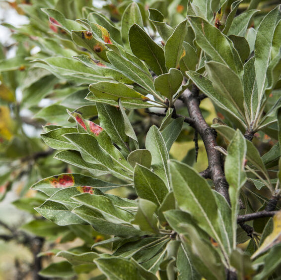 example of fire blight