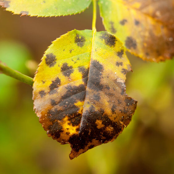 Leaf spots