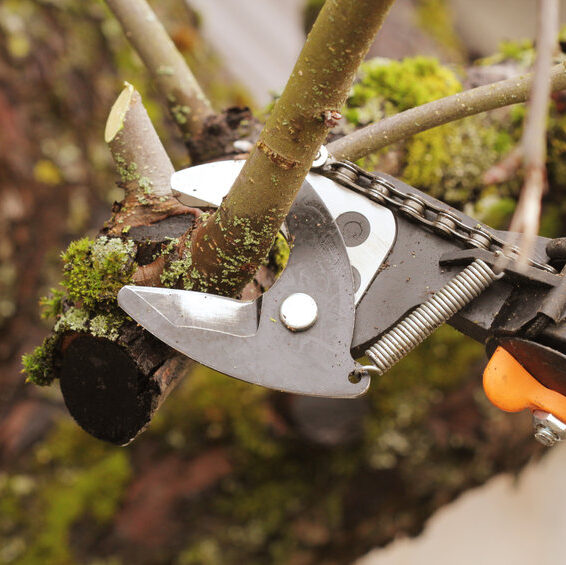 Man trimming tree