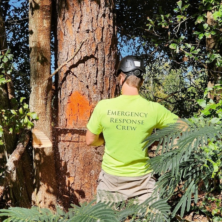 An emergency response team is investigating and correcting a tree situation.