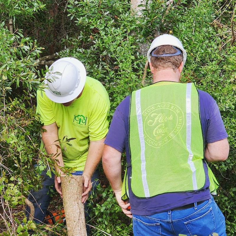 Two tree professionals are attending to tree health and removal.