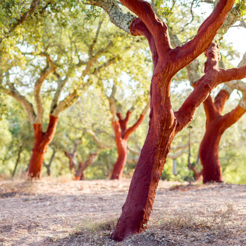 Wooded area with several trees.